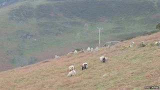 Feral goats in Trefor