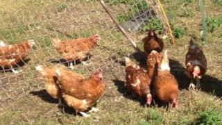 Hens at Little Hen Rescue