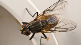 House fly
