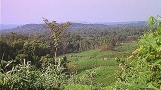 Cambodian forest
