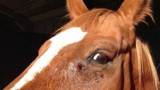 Dorothy with gunshot wound in face