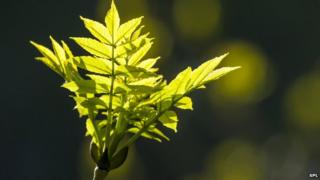 leaves