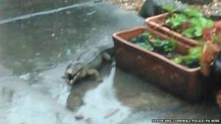Toy crocodile