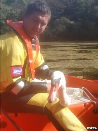 Injured swan found at Bosherston Lakes in Pembroke