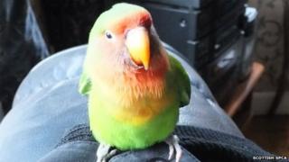 Love bird