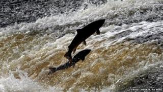 Salmon and sea trout jump