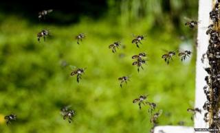 bee swarm