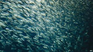 Shoal of sardines (c) Science Photo Library