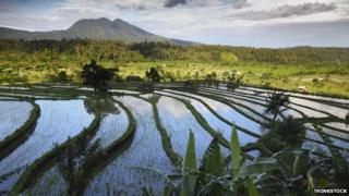 Paddy fields in Bali