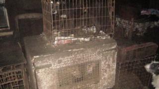 Dogs in cages