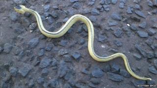 Fake snake