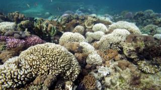 Corals
