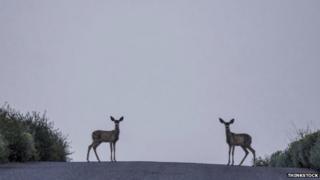 Deer on road