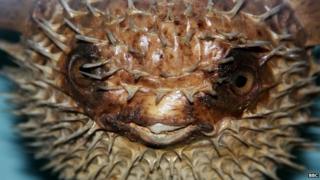 puffer fish