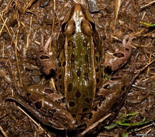 New species of leopard frog found in New York (c) Feinberg et al