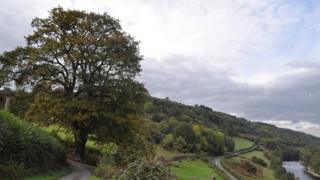 The oak tree at Tregaer, near Erwood in Powys