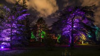 Botanic Lights