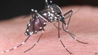 A tiger mosquito