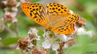 silver-washed fritillary