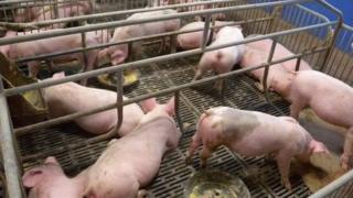 Pigs