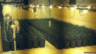 Cannabis plants