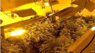 Cannabis plants under UV lights