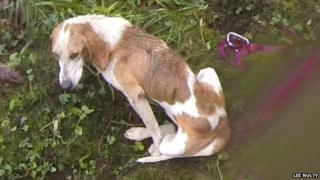 Kayak the dog