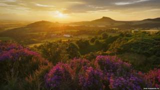 Heather in Bloom