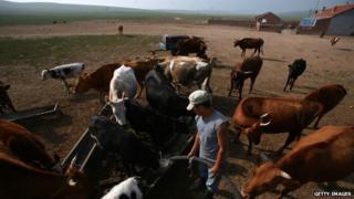 A herdsman feeds his cows in Inner Mongolia
