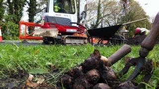 Dug up bulbs in Odiham