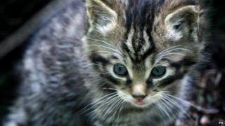 Scottish wildcat kitten