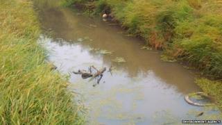 Polluted water in Swalecliffe Brook