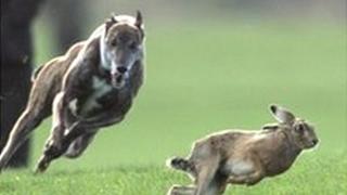 Hare coursing
