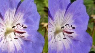 Two photos of the same flower