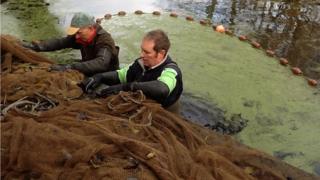 Fish rescue