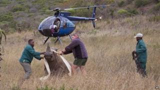 Guards capture rhino after the killing of its partner by poachers, South Africa