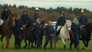 Dartmoor Hill Ponies