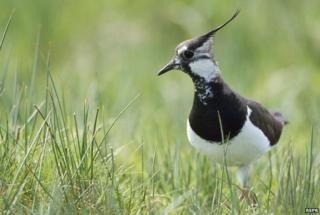 Lapwing