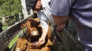 Calves are tagged in Uruguay