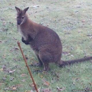 Wallaby in Cambridgeshire