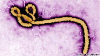 Ebola virus