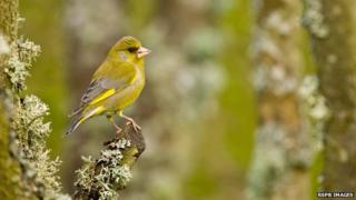 Greenfinch