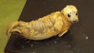 Seal pup at West Hatch Wildlife Centre, Somerset