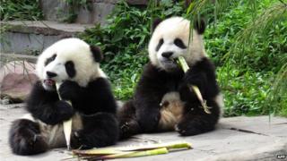 Two young pandas eating bamboo