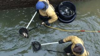 Fish being collected in nets by two men in a canal