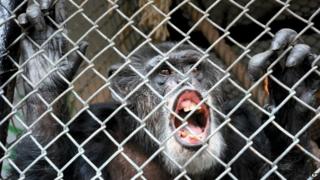Chimpanzee Tommy. Photo: October 2014
