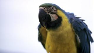 A macaw parrot (generic)