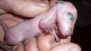 Baby wallaby