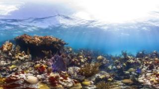 Reef in Bermuda