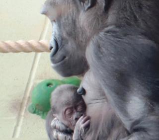 Mjukuu gorilla and baby